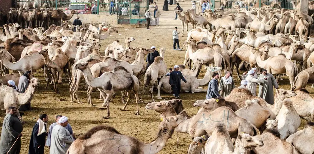 camel market