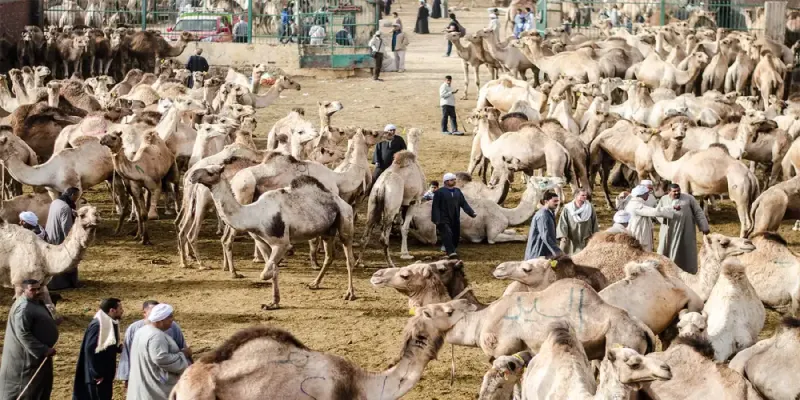 Daraw Camel Market panorama Egypt 2026 — market in full operation at dawn with camels herders buyers and tea fires in the dust