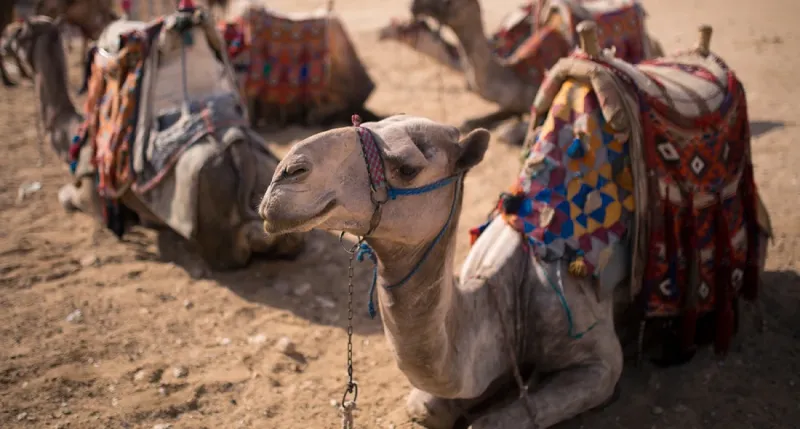 Sudanese camel herder Daraw market Egypt in traditional jellabiyas and turban — Bisharin or Ababda people from the Forty Days Road